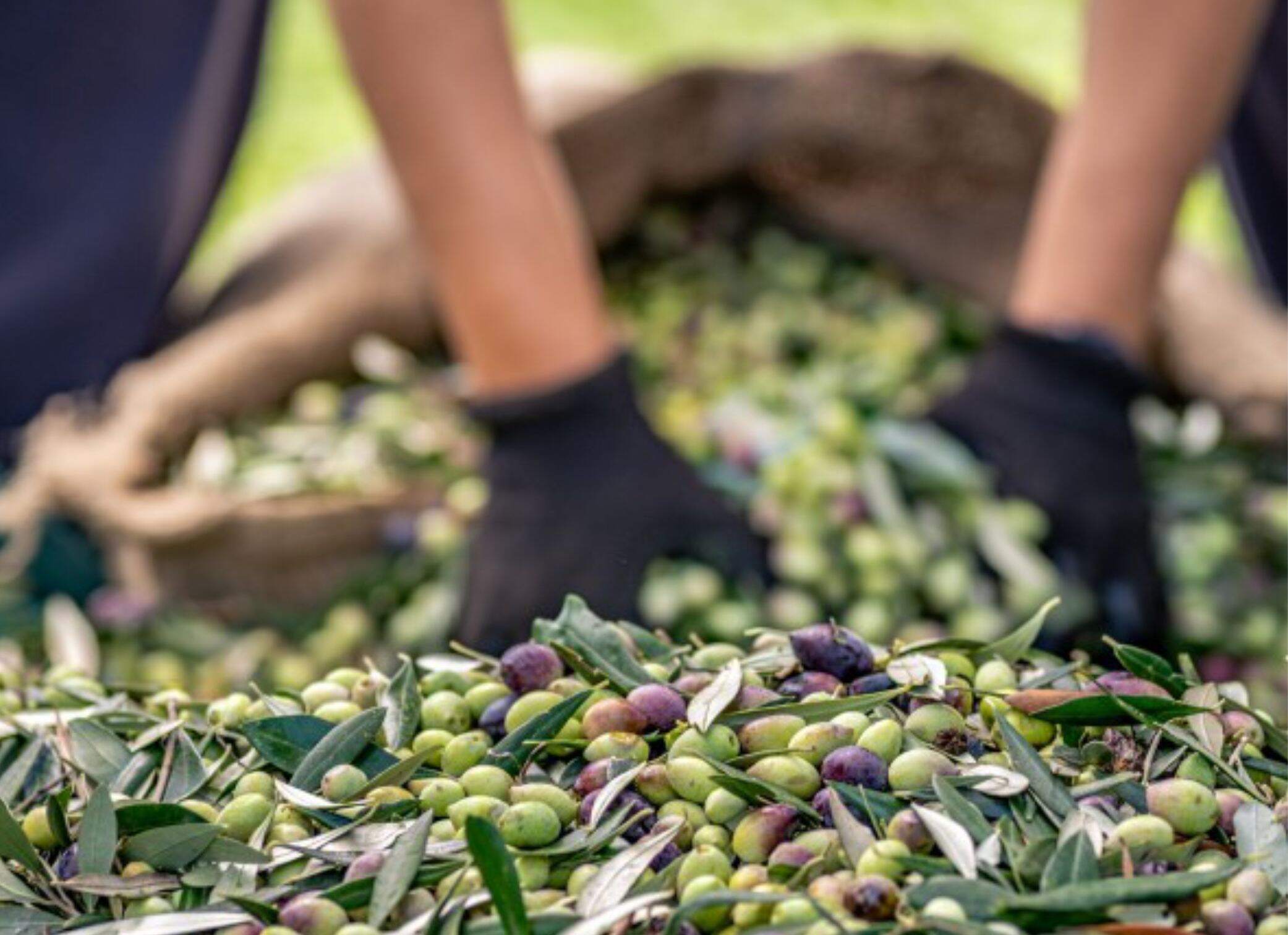 Harvesting Profit in Türkiye: When Olive Trees Start Paying You Back
